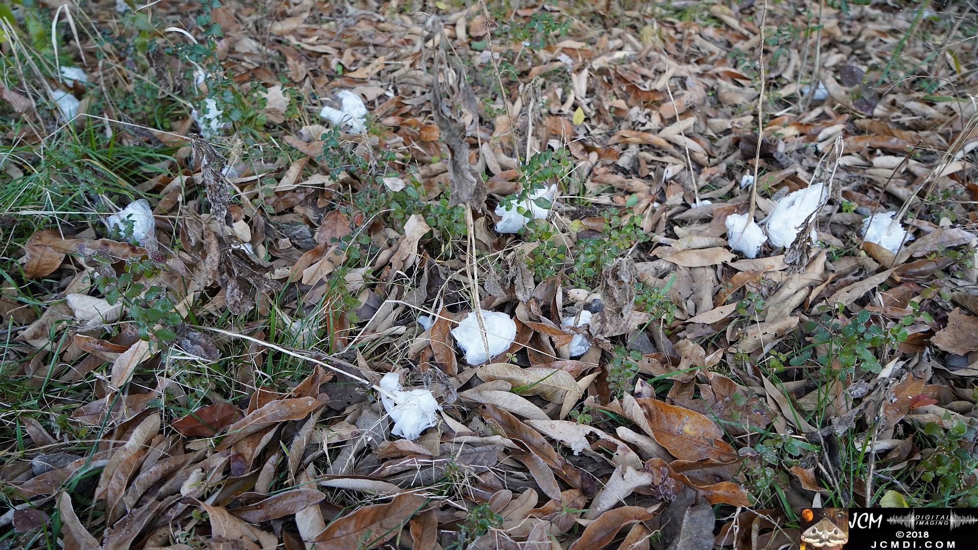 Ice Flowers at Old Hickory Lake, TN